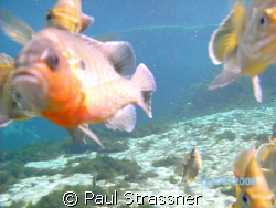 These guys are bluegills (or brim) at Alexander's Spring ... by Paul Strassner 
